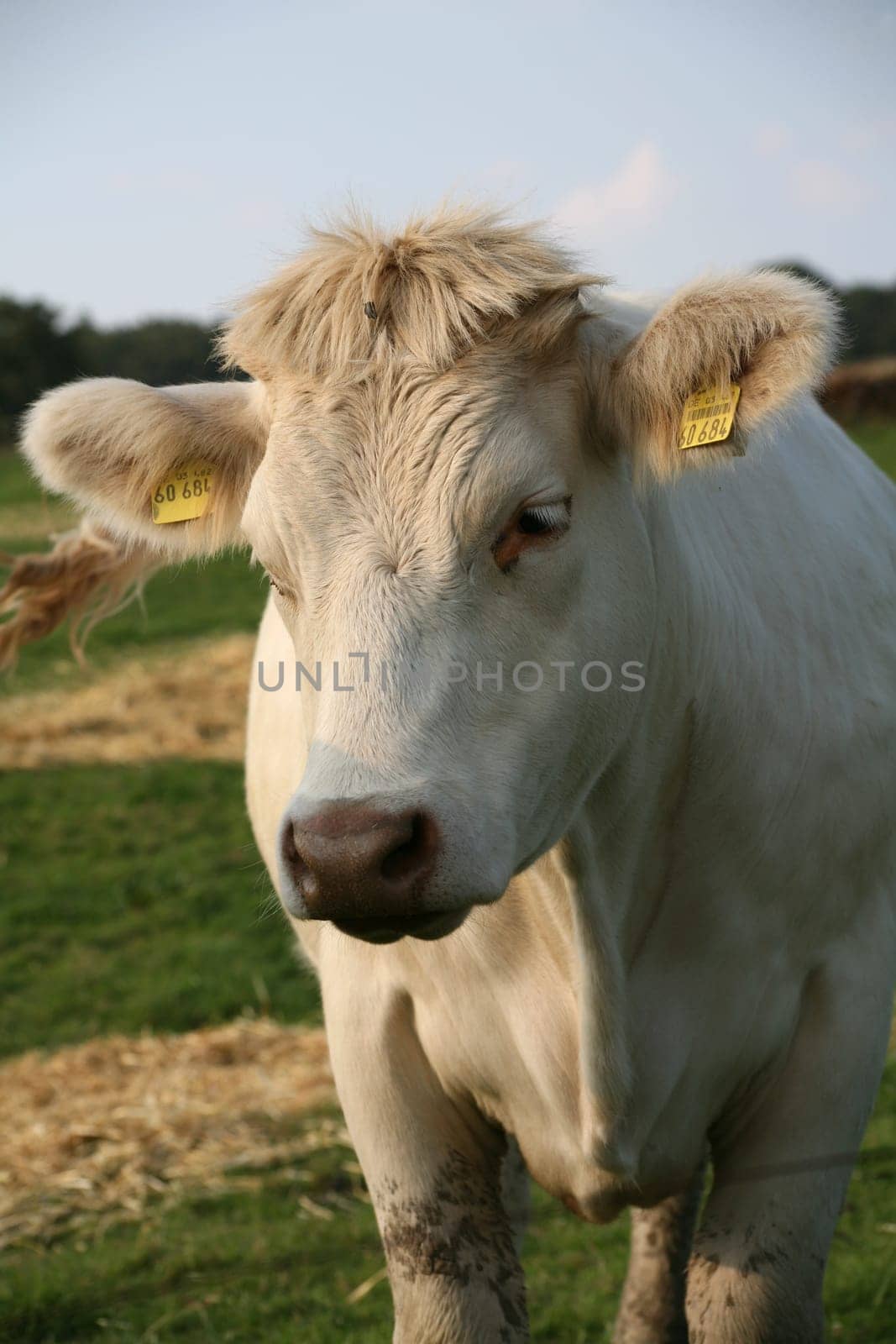 Cattle