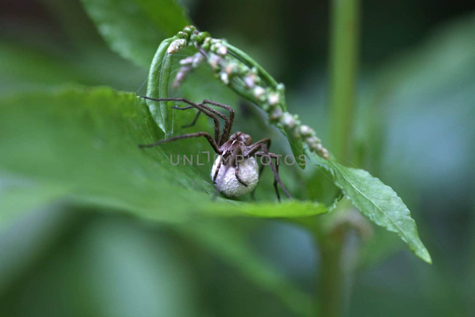 Nursery web spider