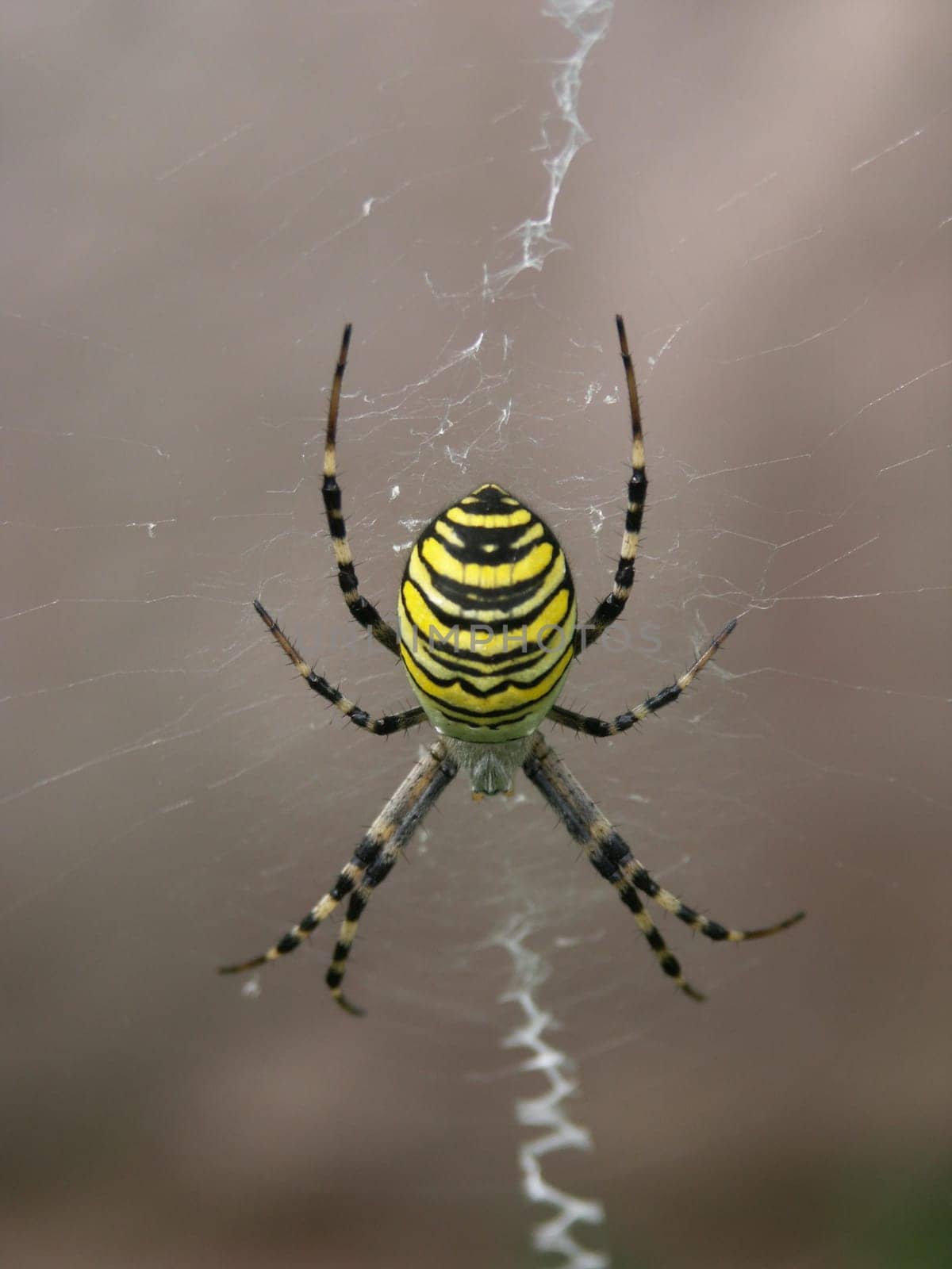 Wasp spider