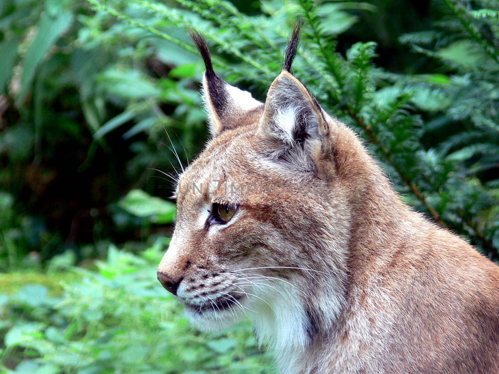 Lynx