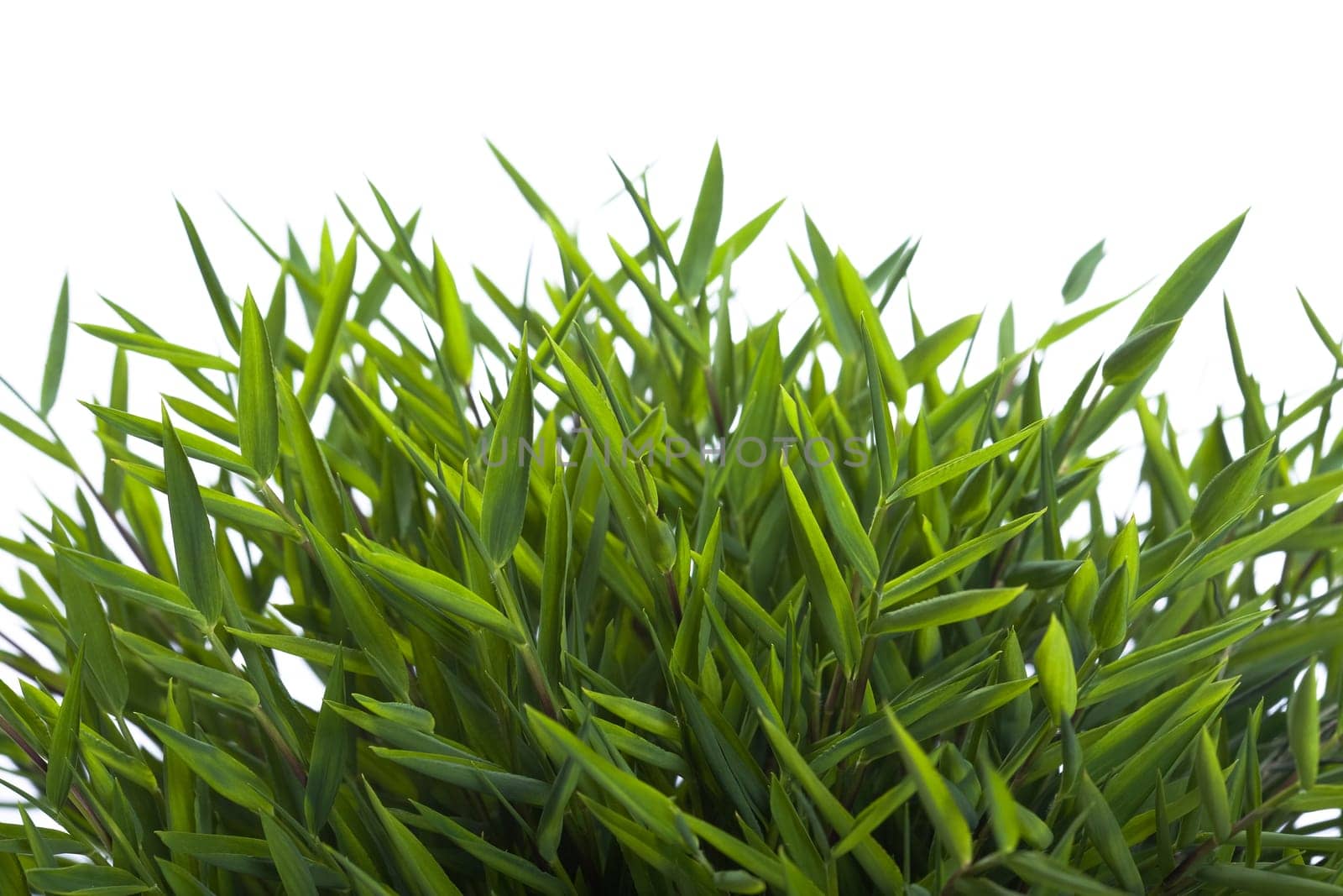 Bamboo leaves