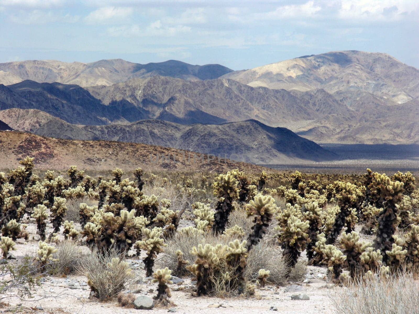 Cactus Desert Joshua Tree National Park