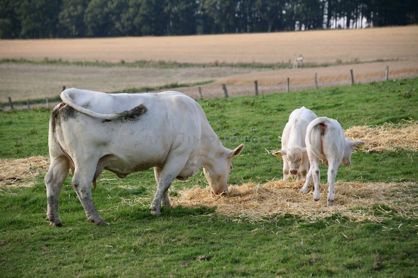 Cattle