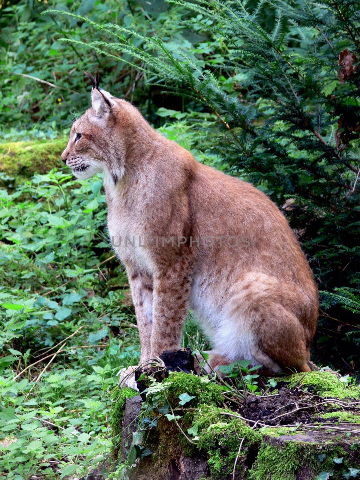 Lynx