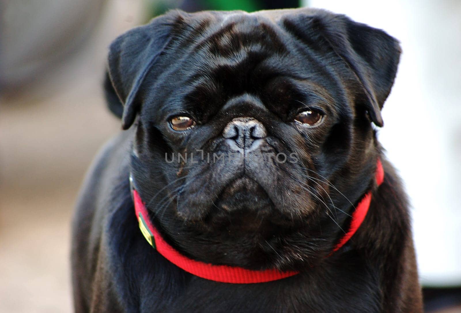 Pug