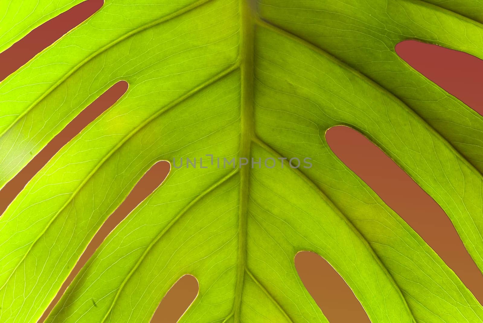 Philodendron Leaf Structures