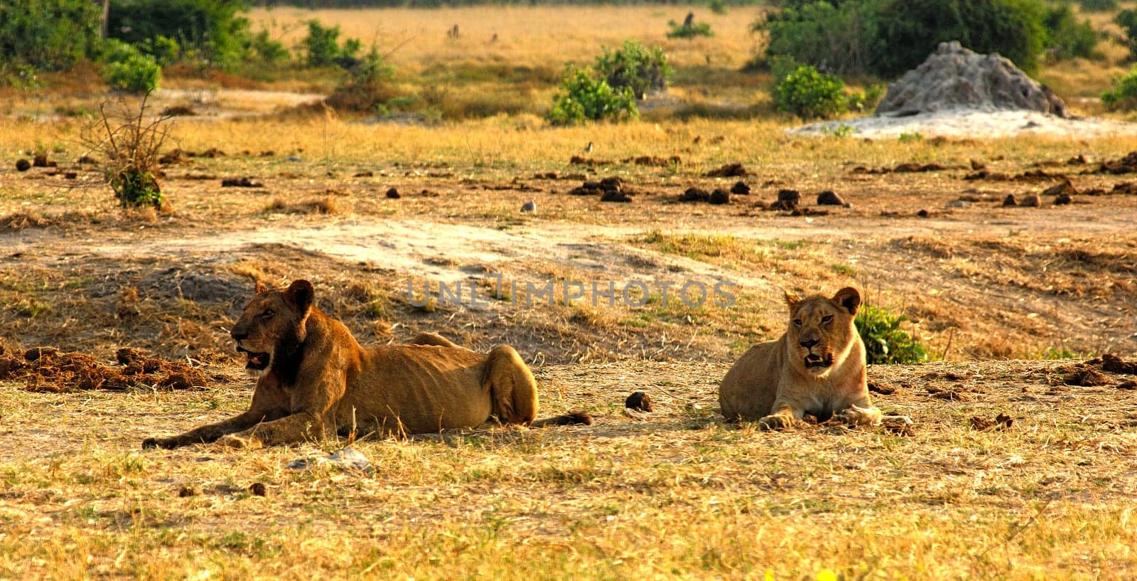 Hunting Lionesses,Savuti National Park,Botswana