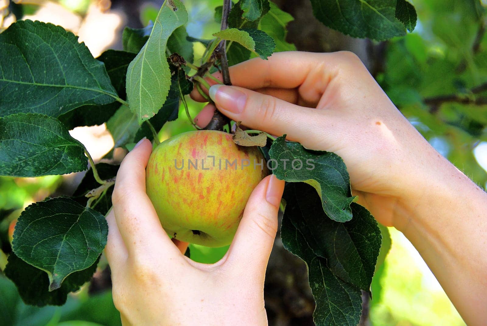 Apple 02