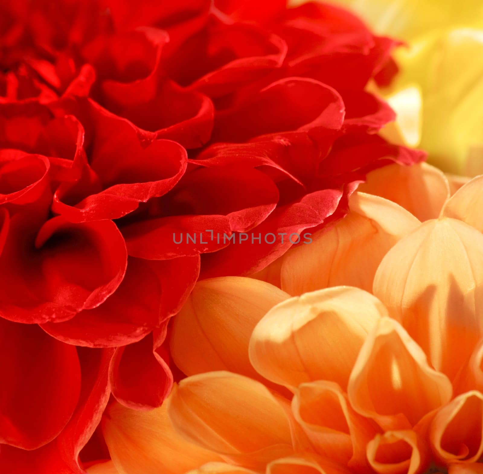 Dahlias