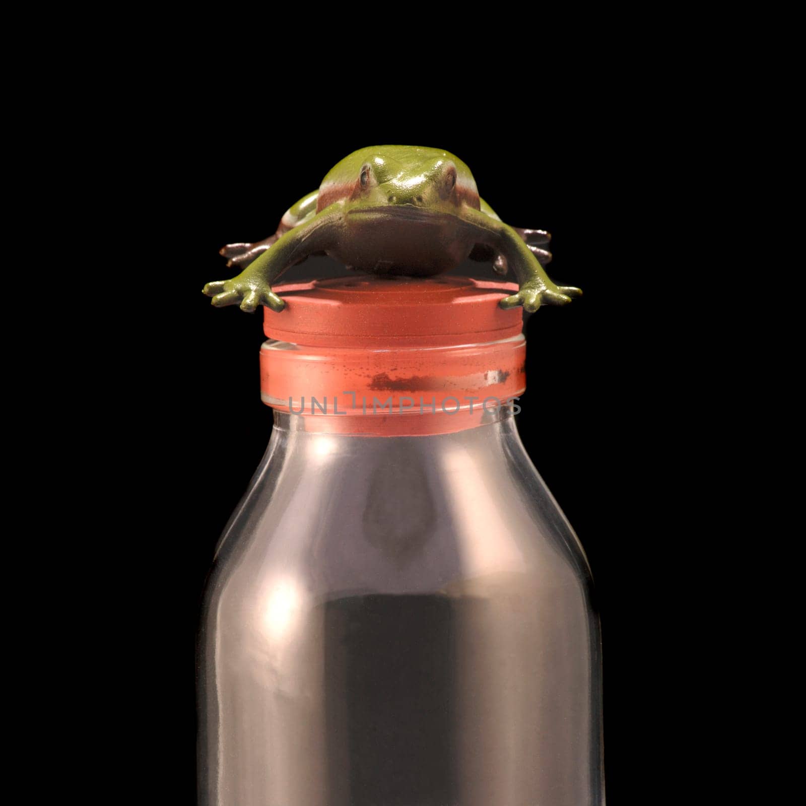 Frog on bottle