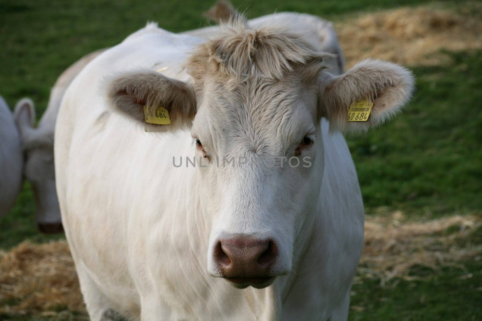 Livestock