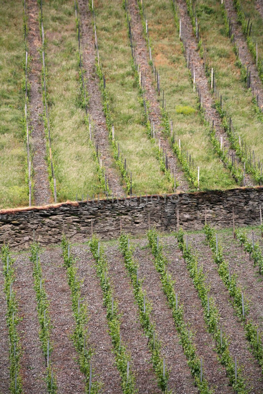 Vineyards