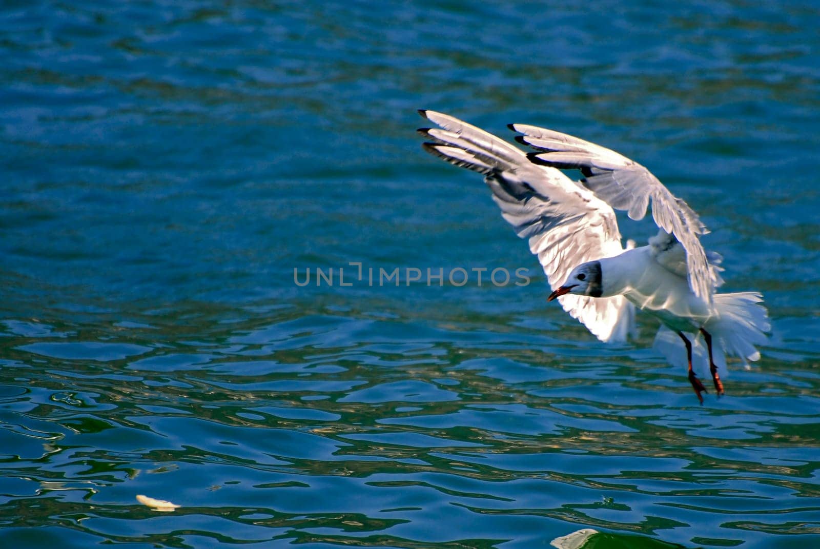 I know the picture should be a bit sharper. But anyone who has ever tried to catch these fast birds fishing knows how hard it is to get the moment really crisp and sharp!