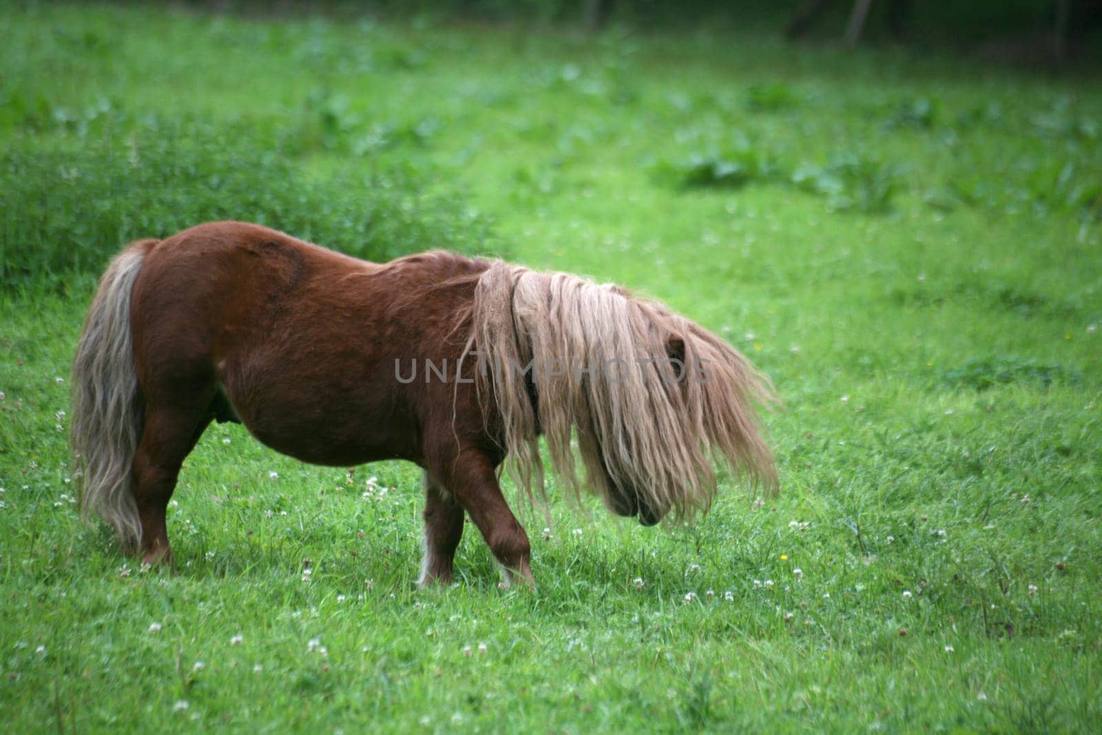 Shetland Pony