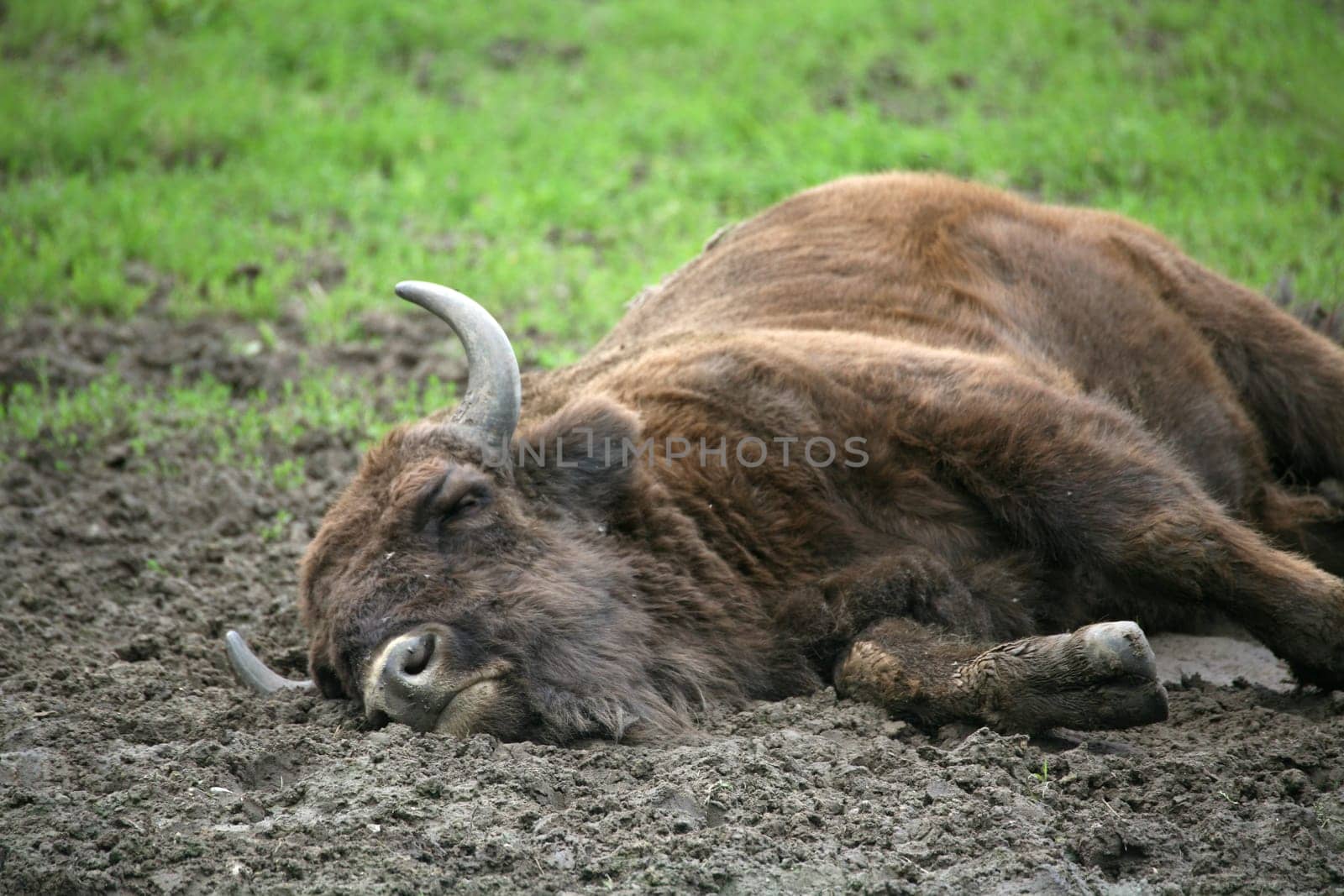 Wisent