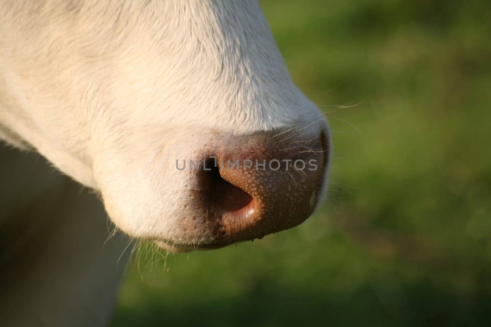 Cow nostrils