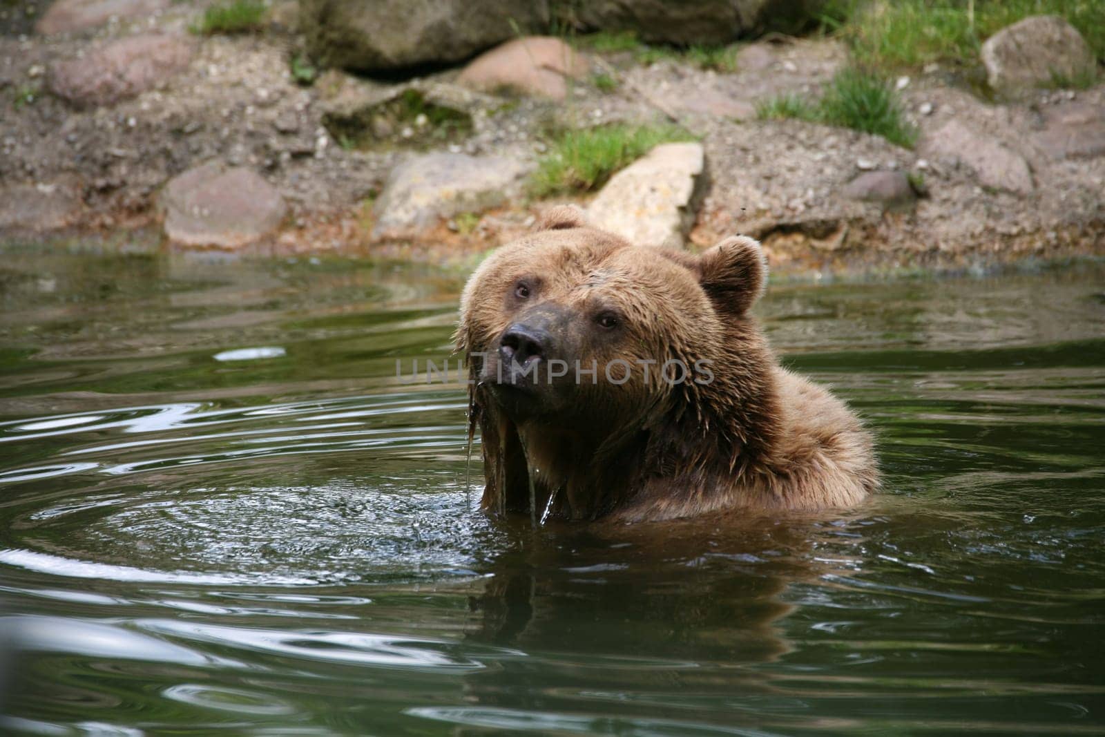 Brown bear