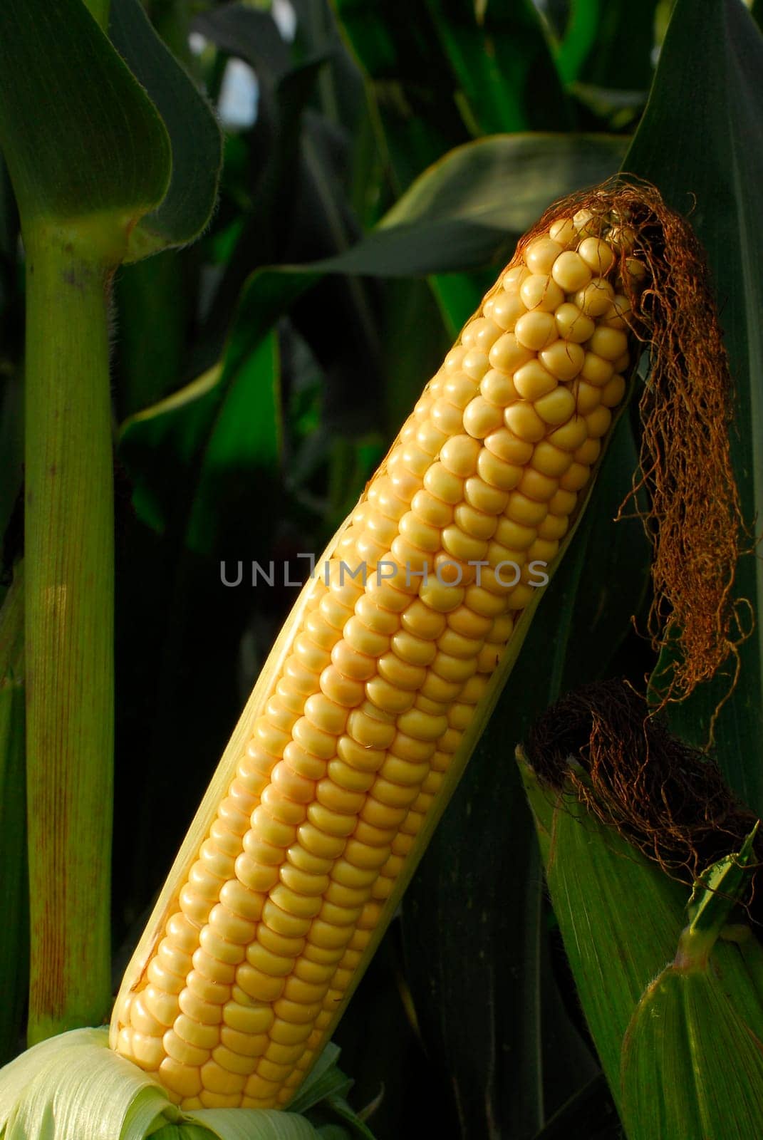 Corncob