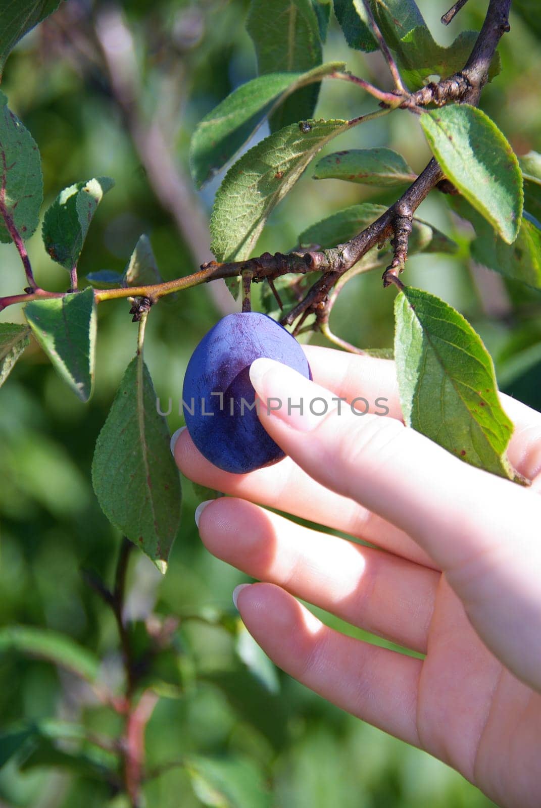 Plum 04