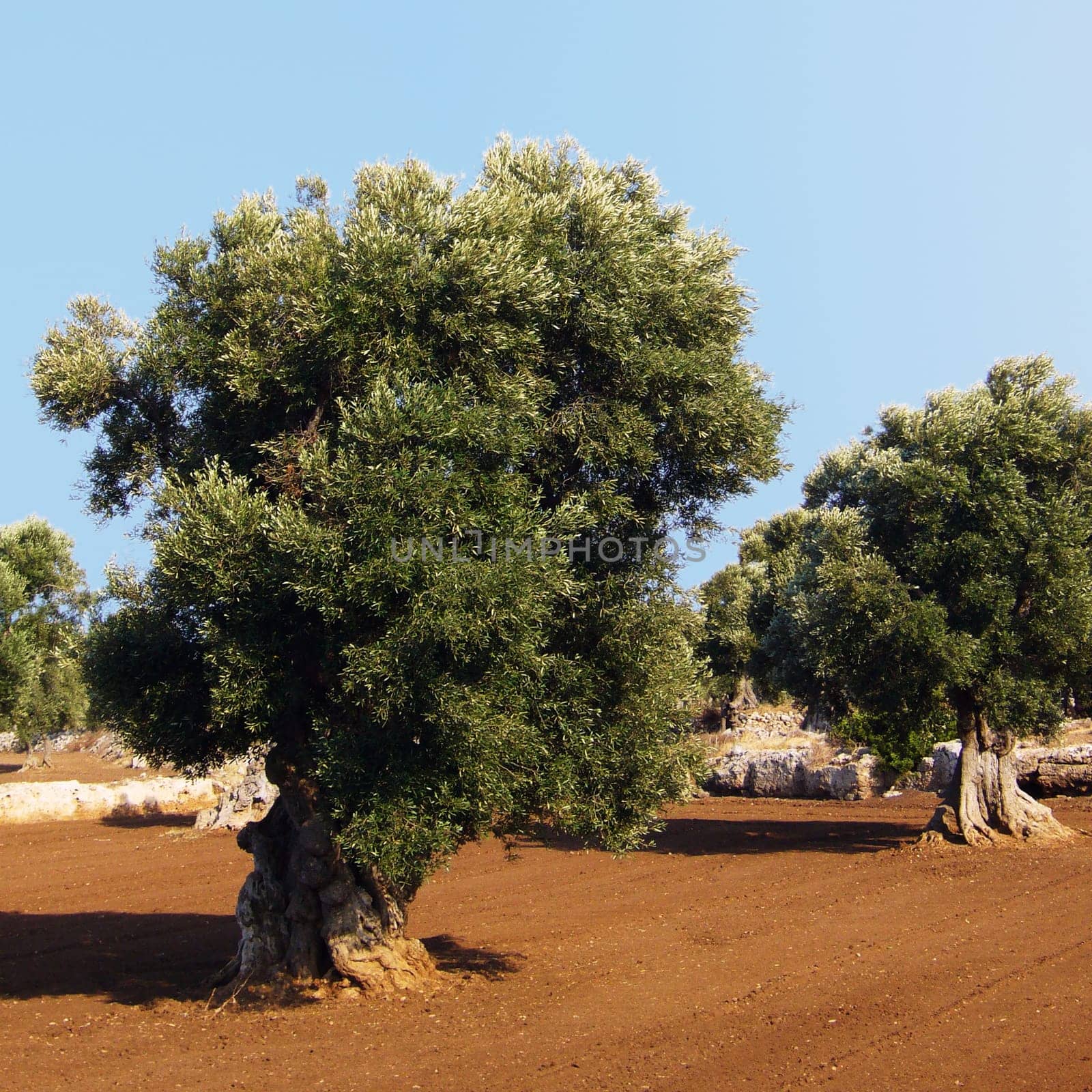 Olive tree