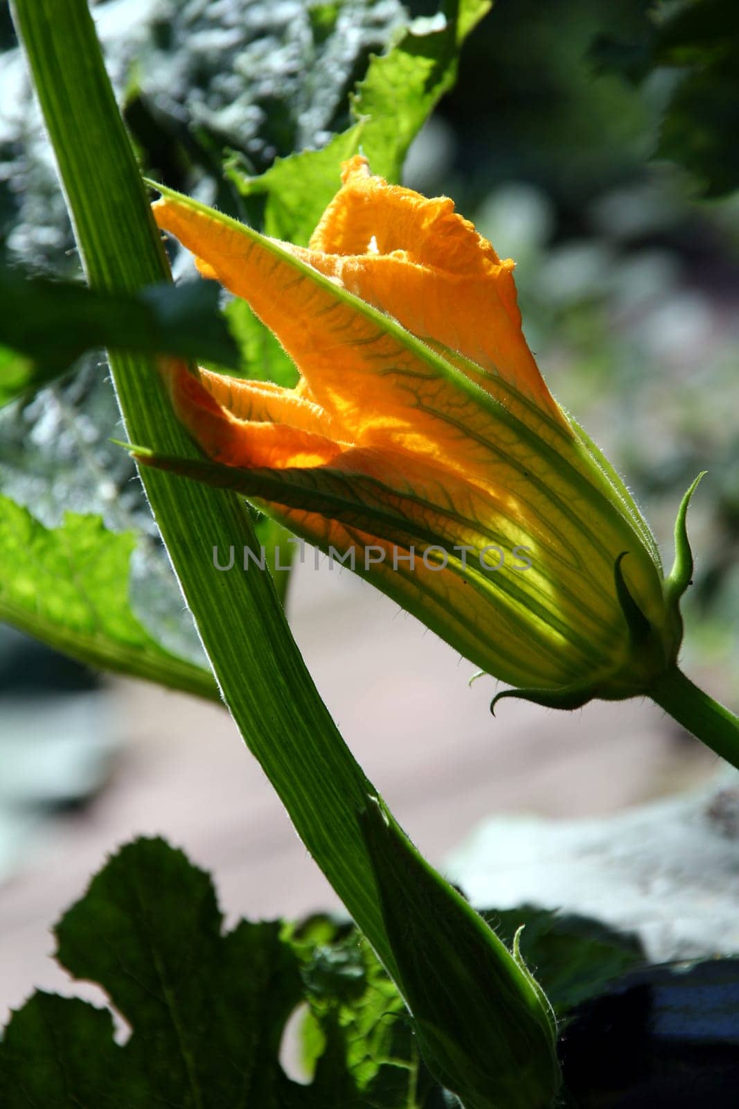 Zuccini in the garden