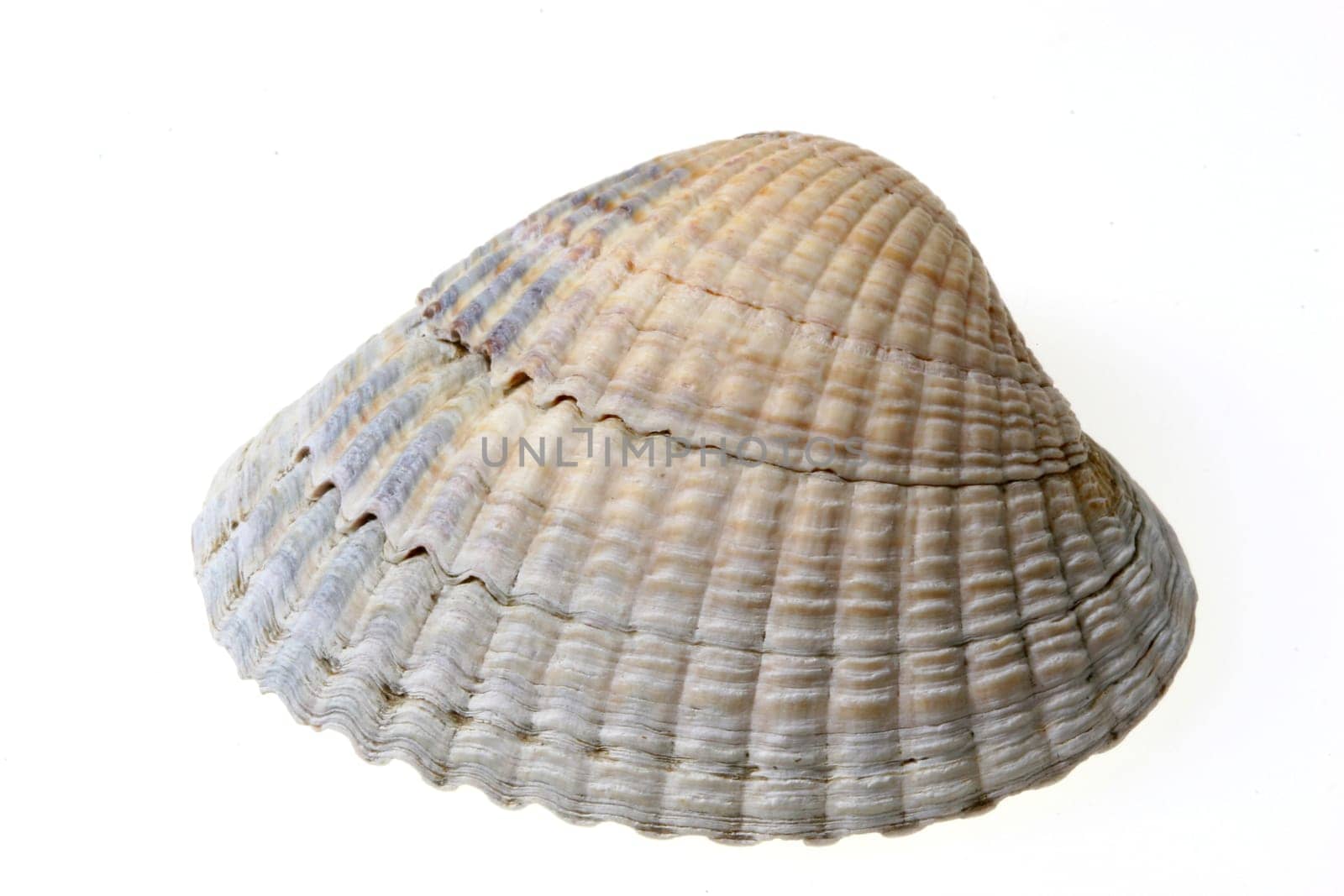 Herzmuschel