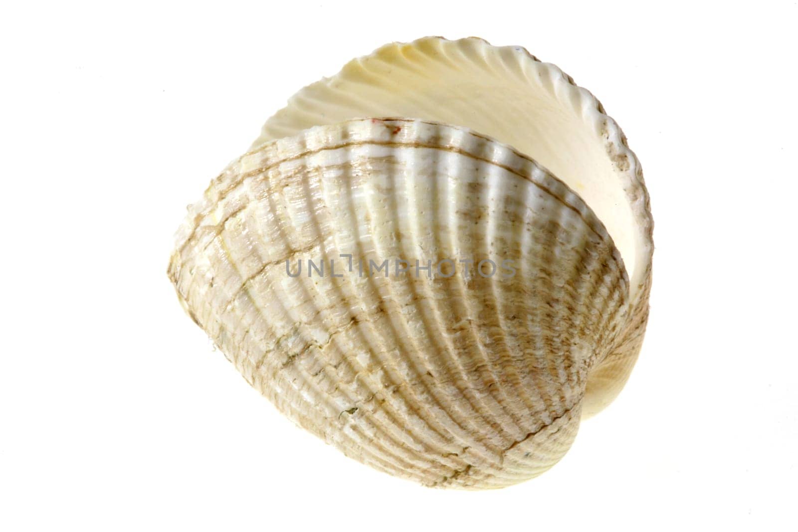 Herzmuschel