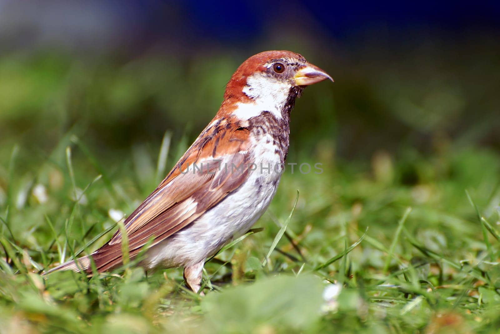 Sparrow