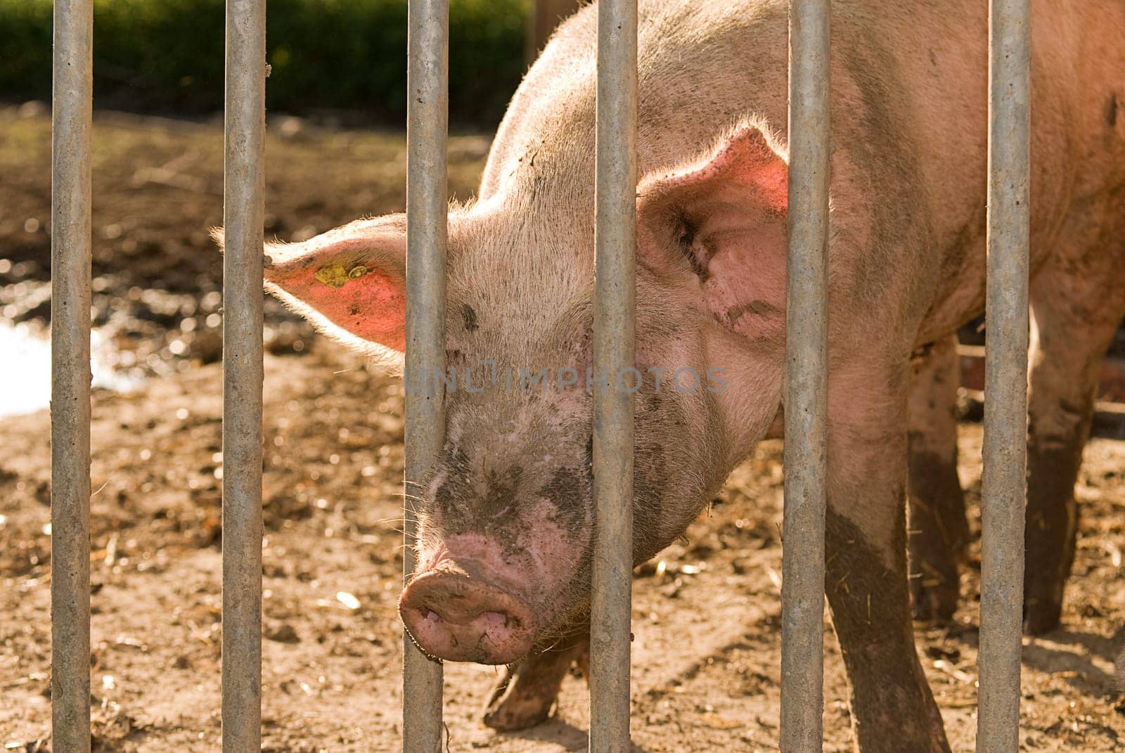 Organic pig