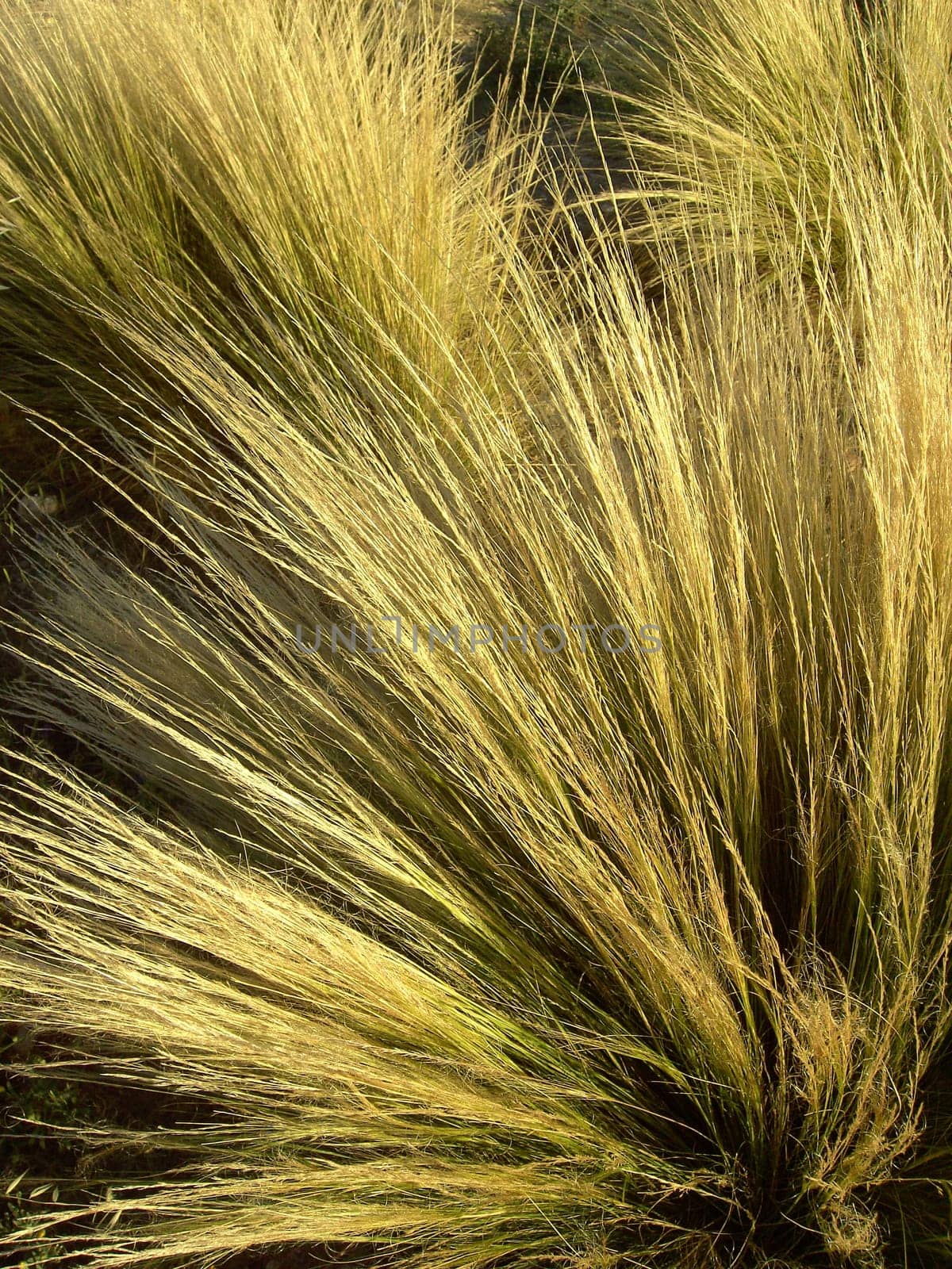 Ornamental Grass 02