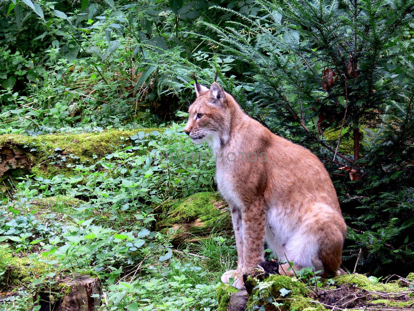 Lynx