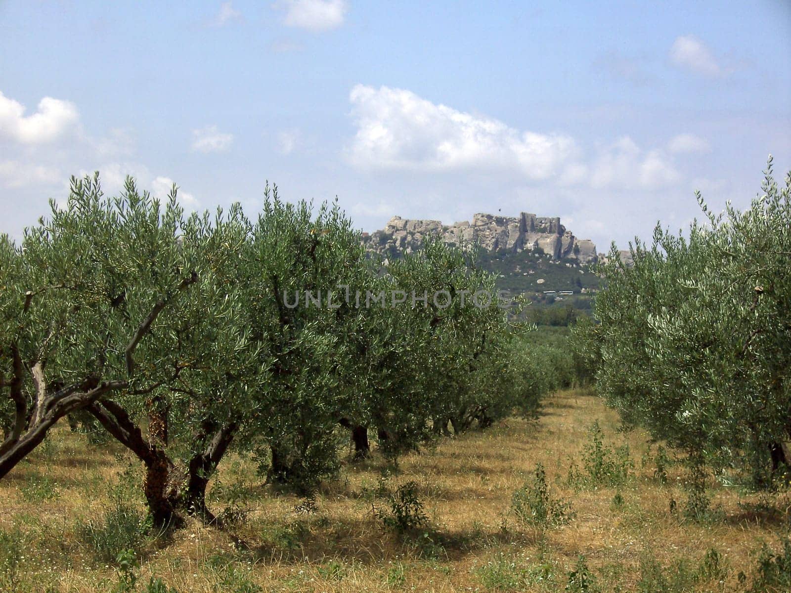 Olive Tree 02