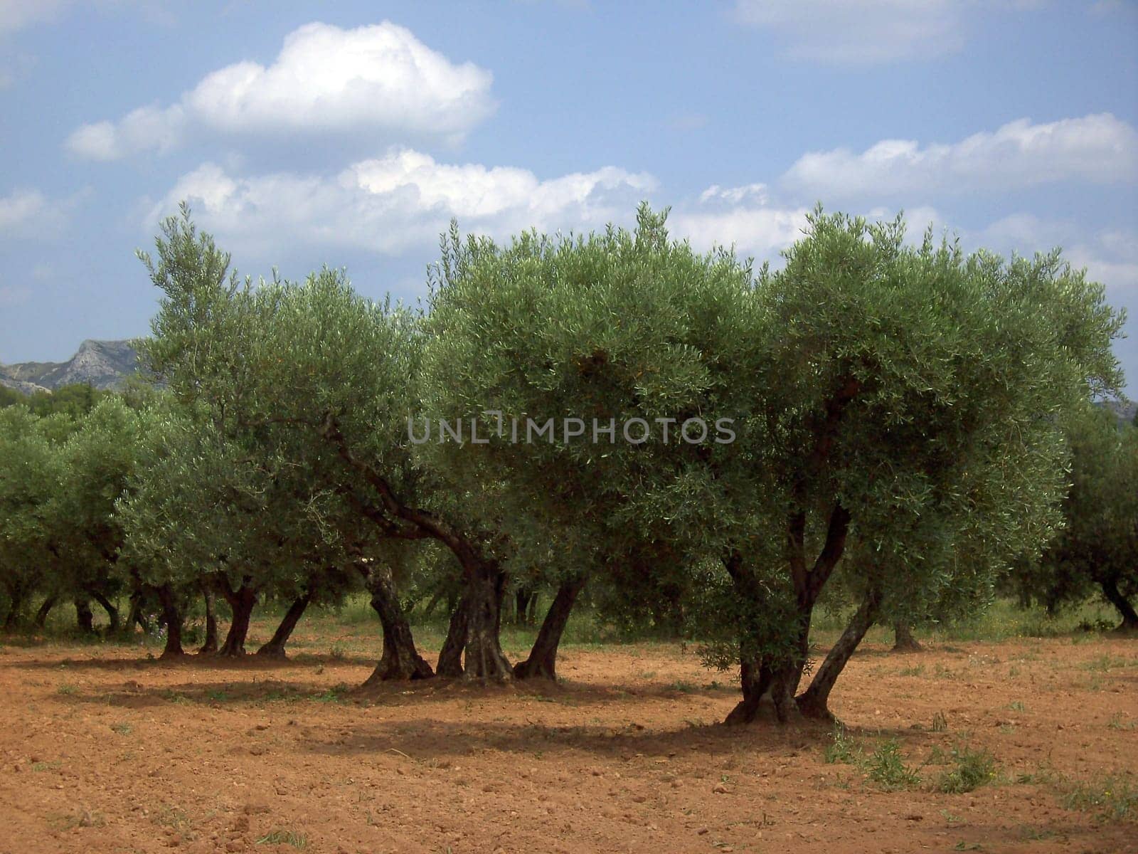Olive Tree 09