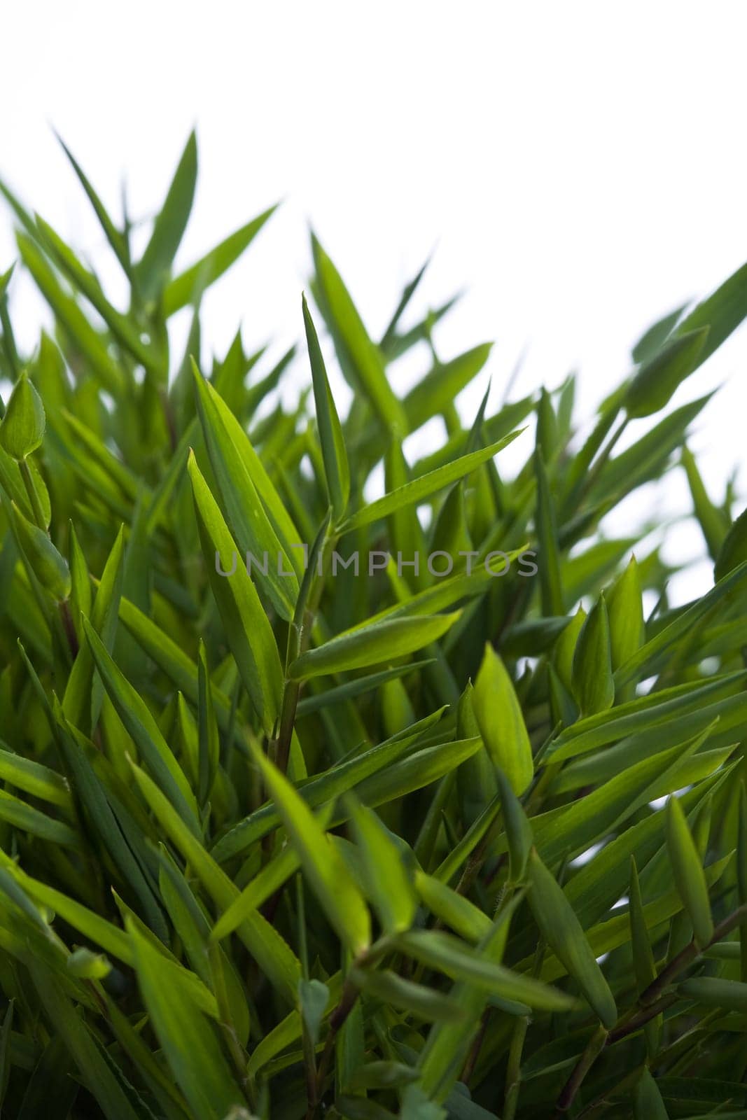 Dwarf bamboo