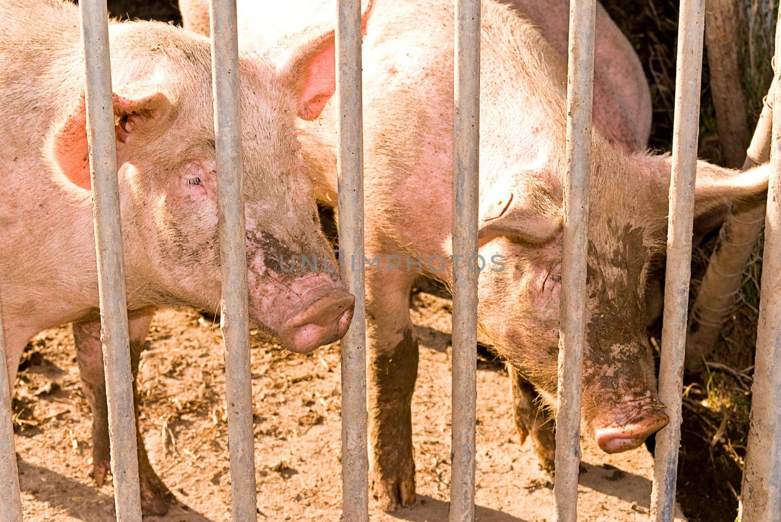 Organic pigs