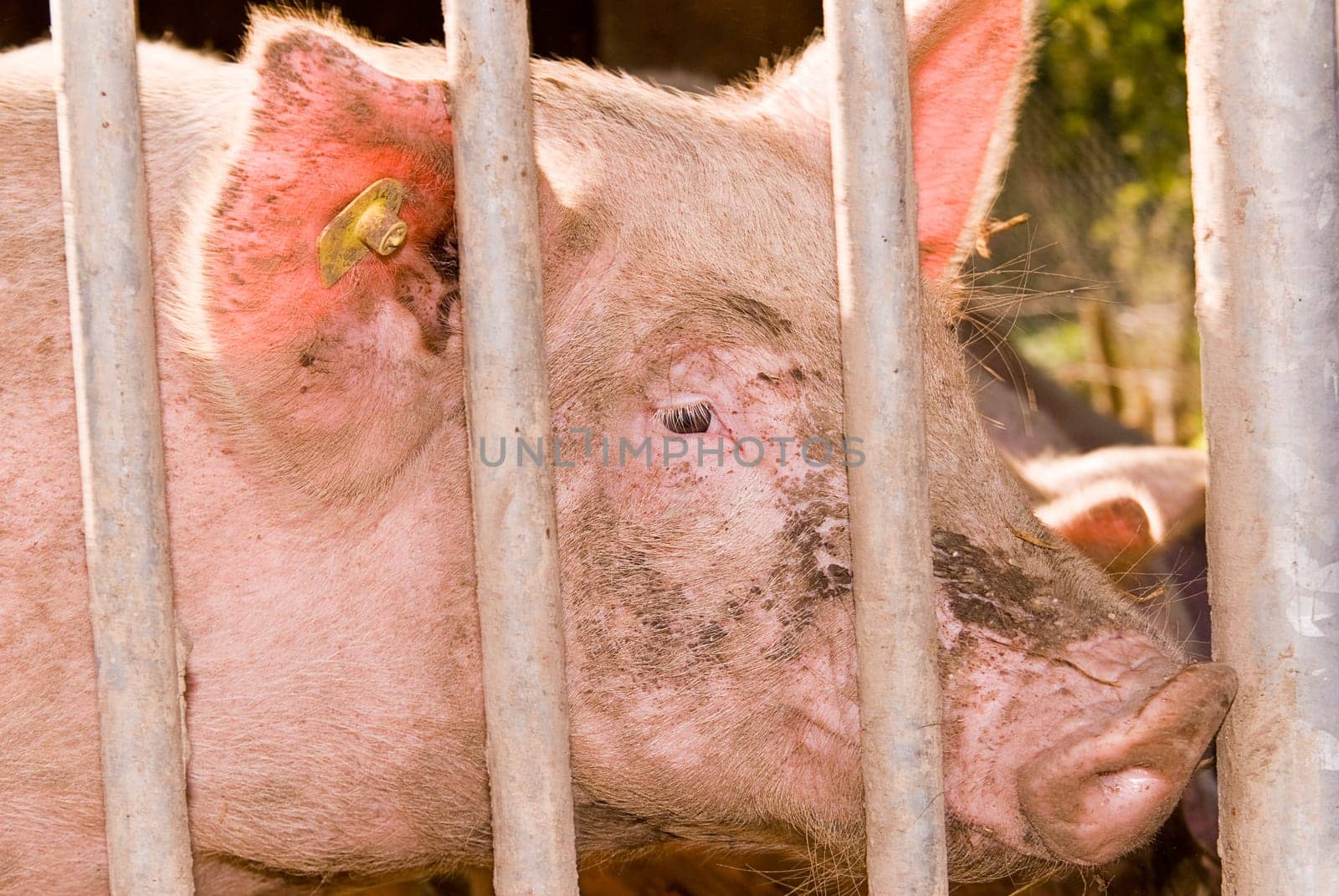 Organic Pig II