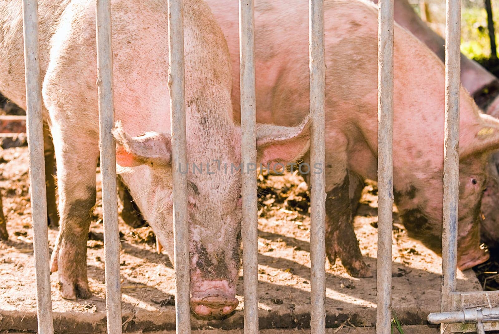 Organic Pigs II