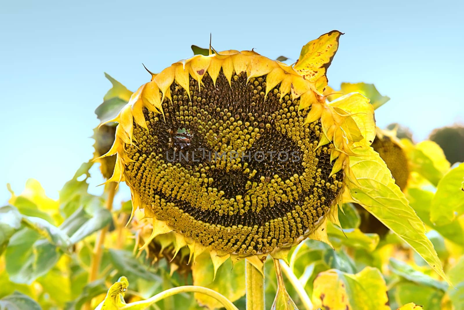 Sun Face