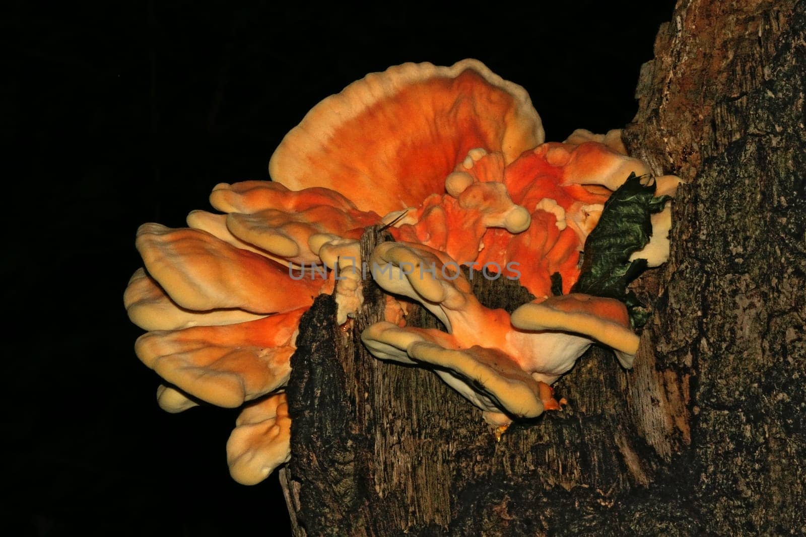 Tree Mushroom II