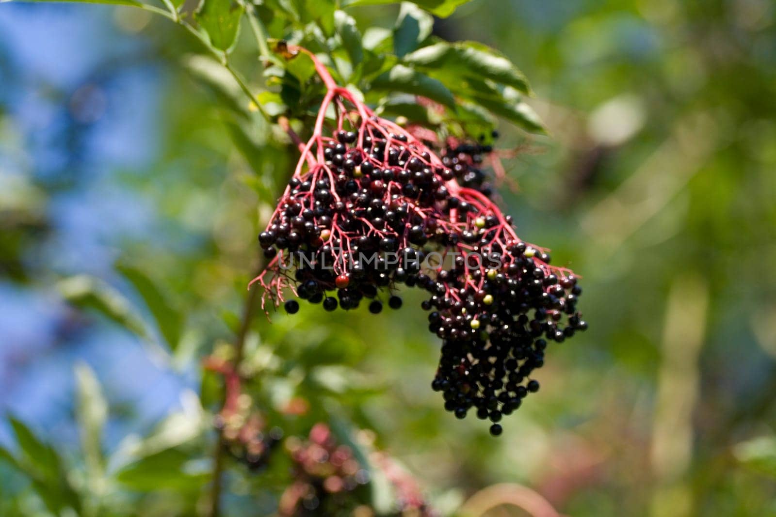 Elderberry on the bush