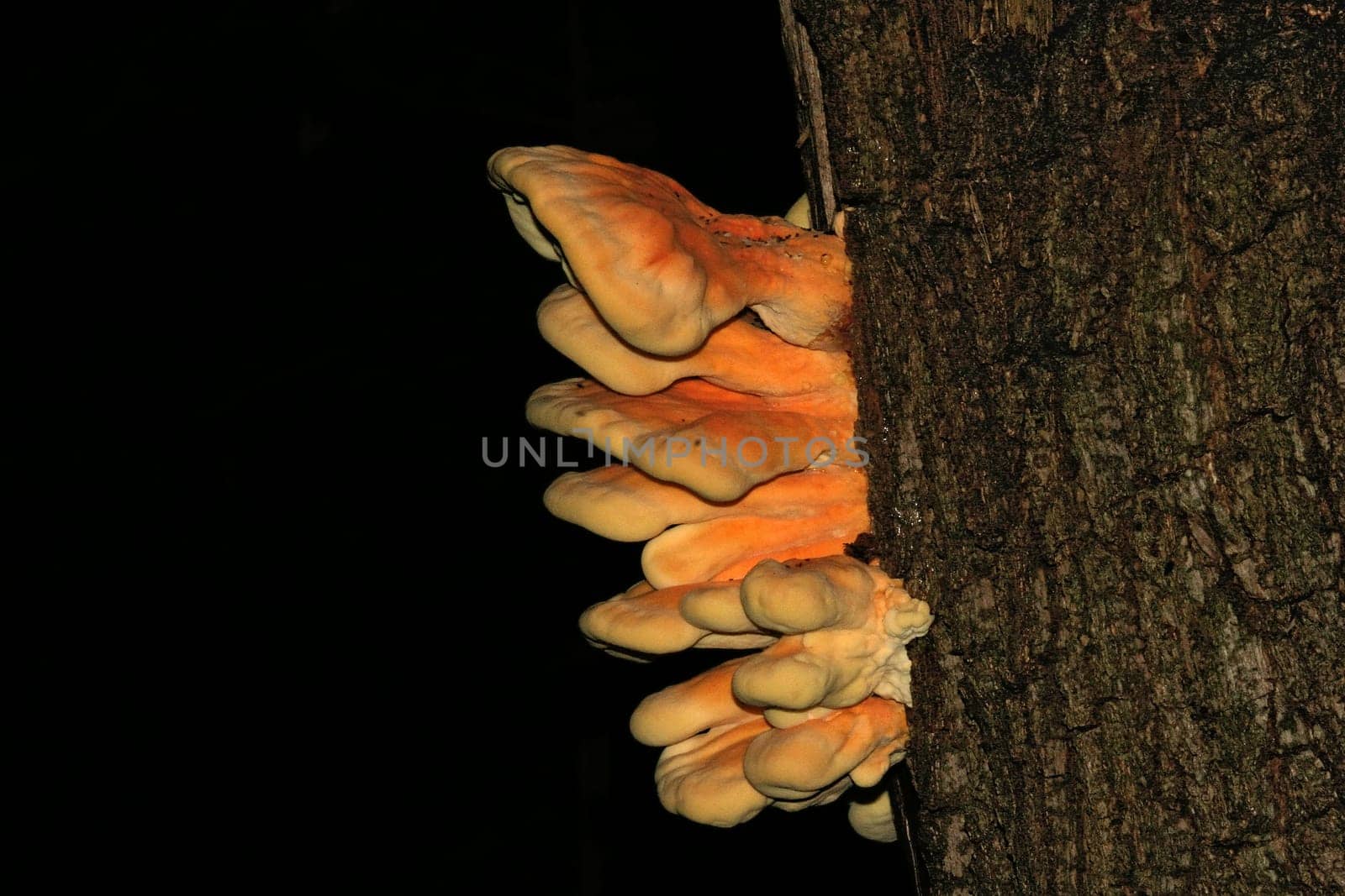Tree Mushrooms III