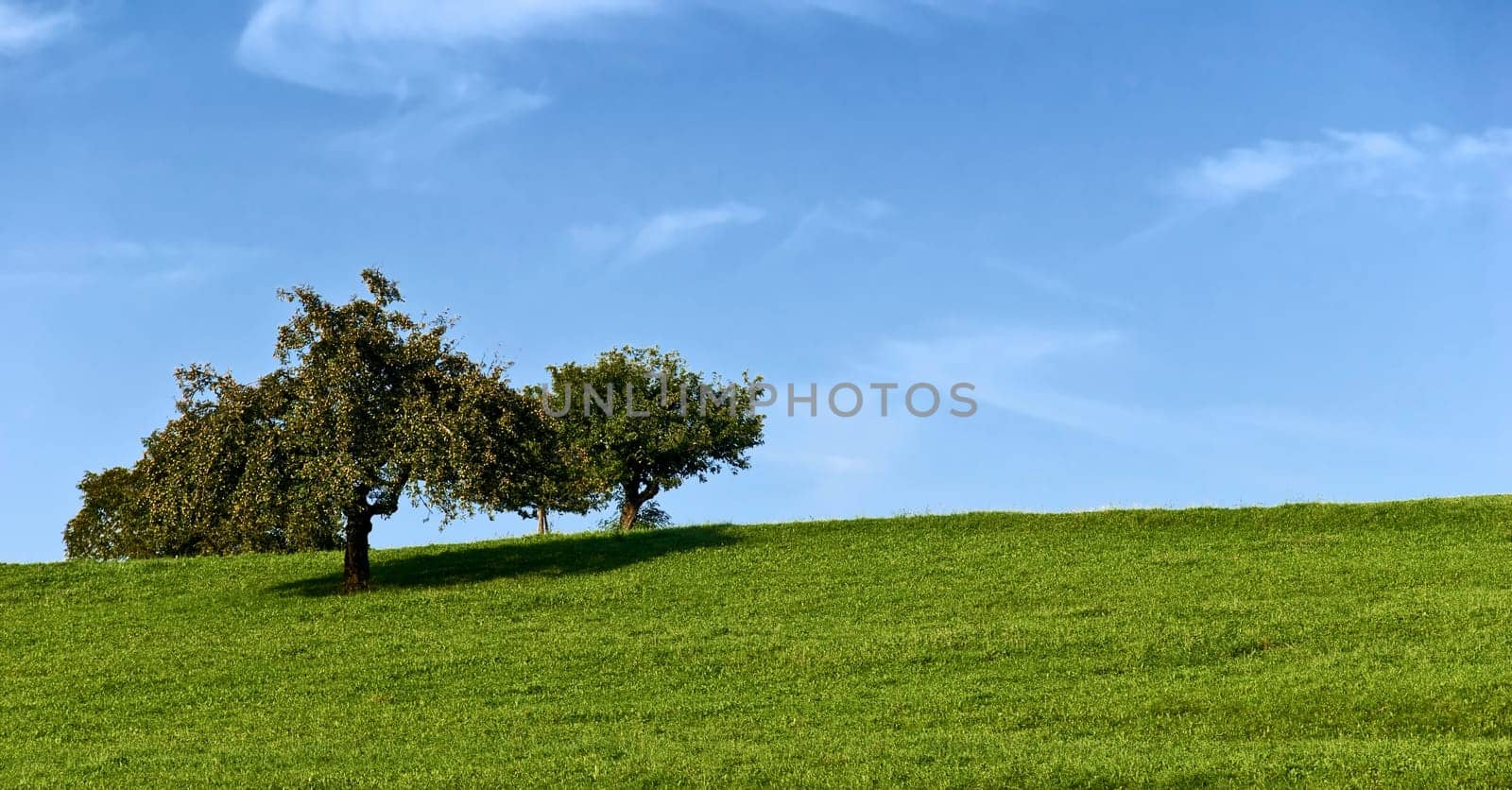 lush meadows