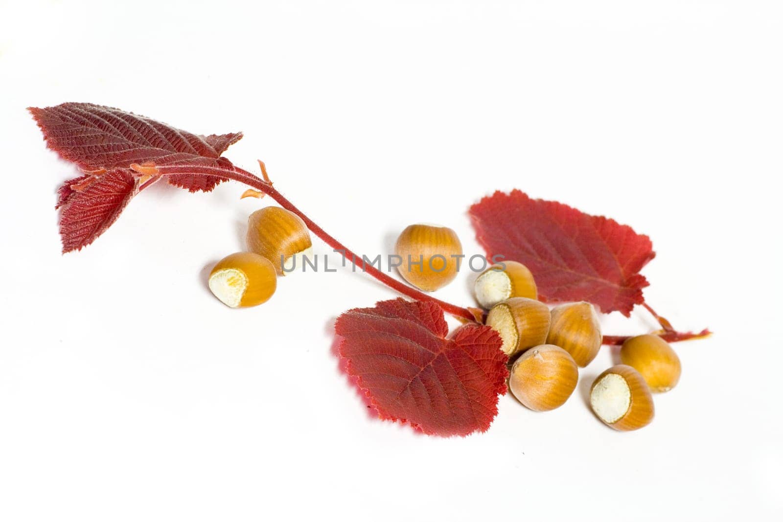Hazelnuts