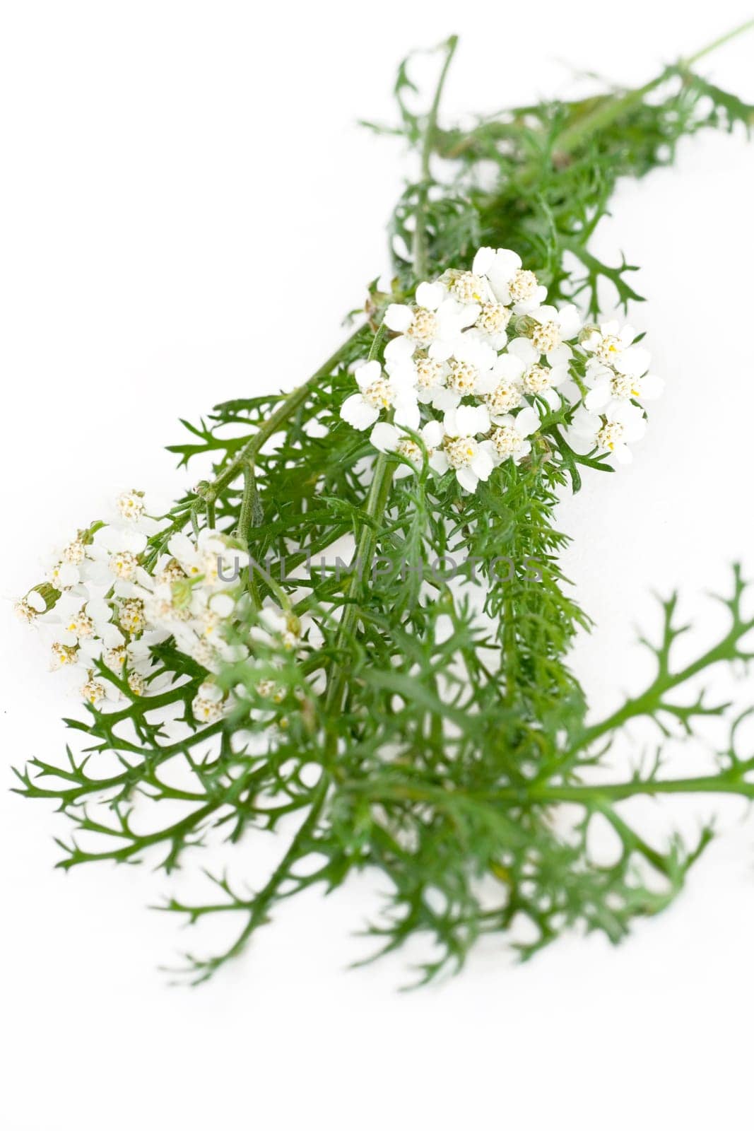 Yarrow