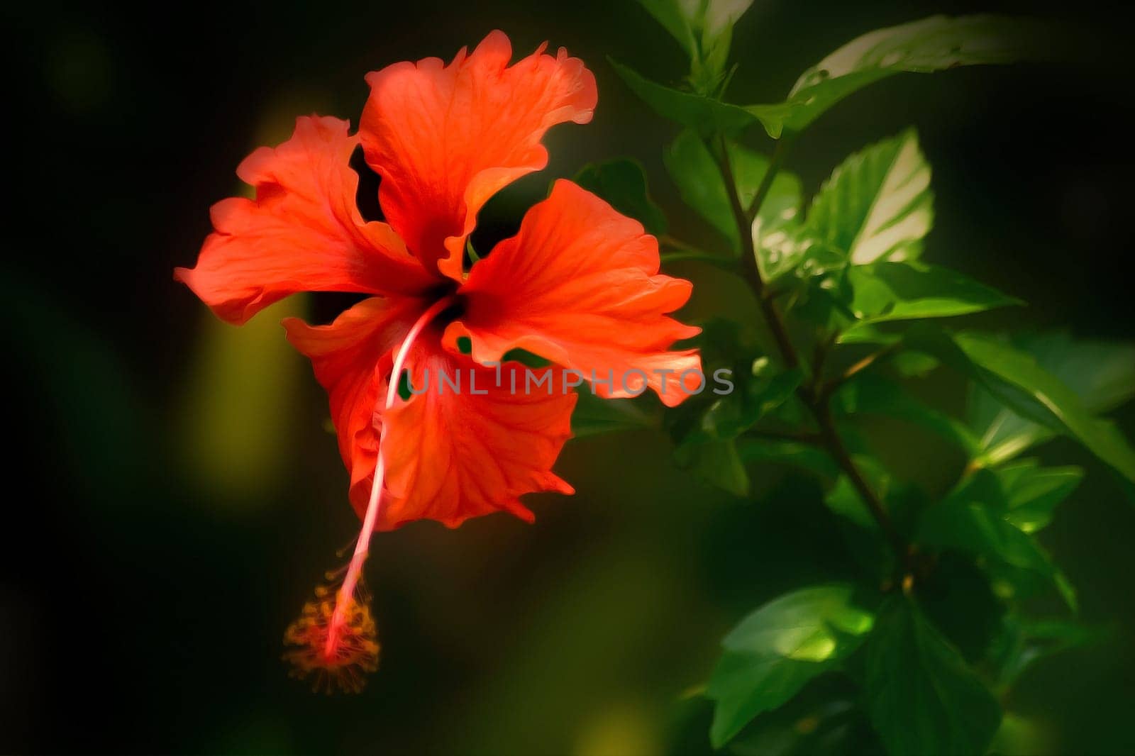 My favorite flower,it accompanies me all summer and reminds me of Africa...