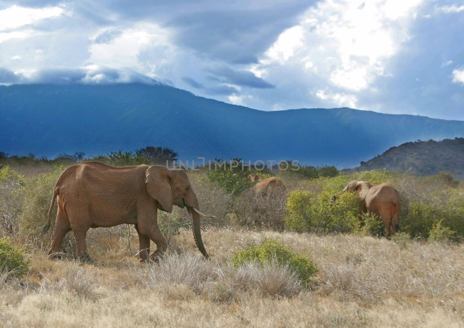 Wild Life