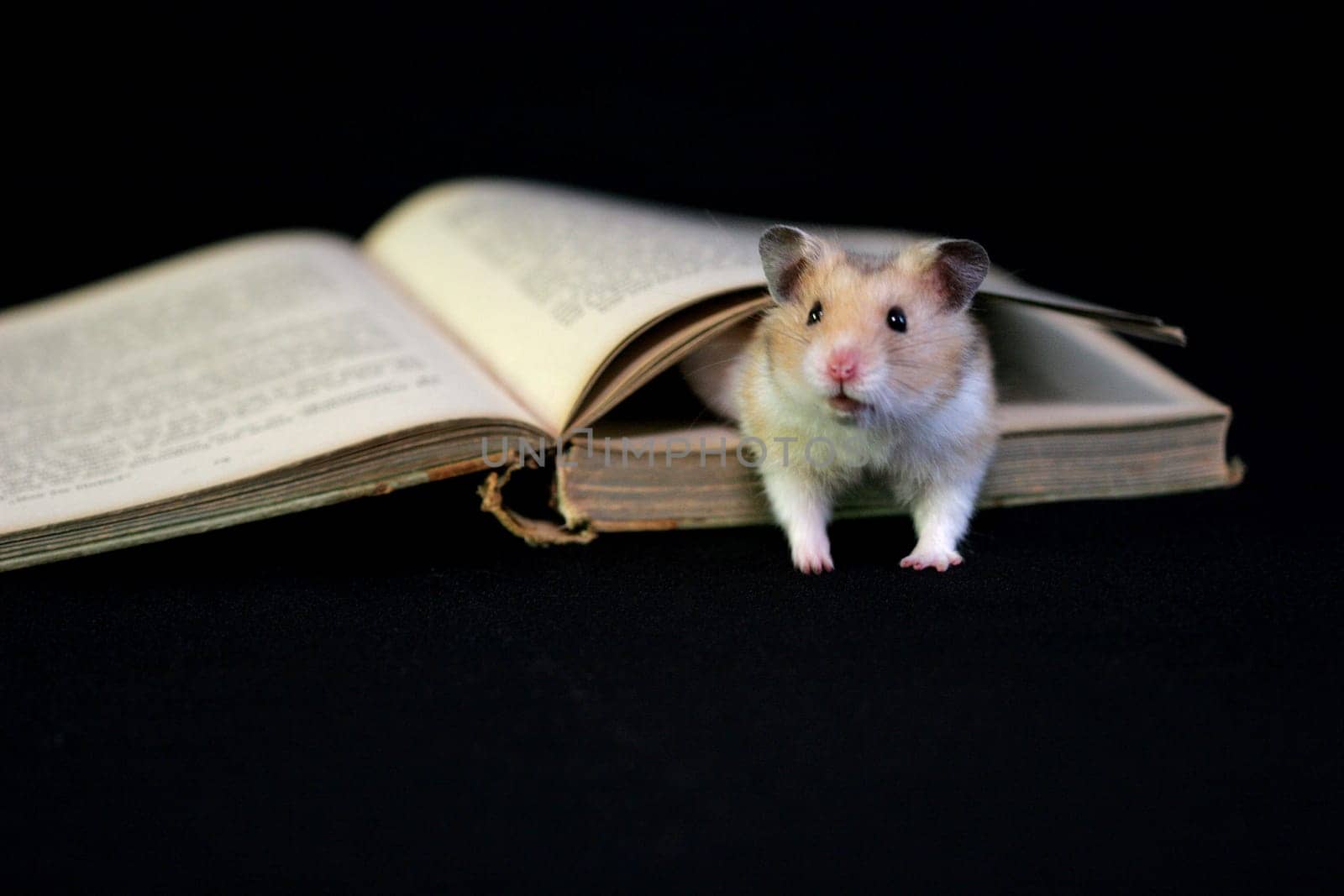 Bookworm 7