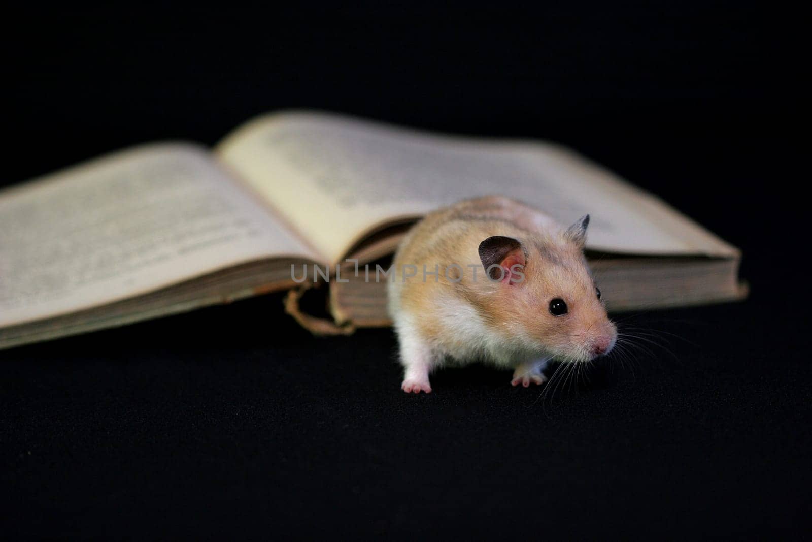 Bookworm 6