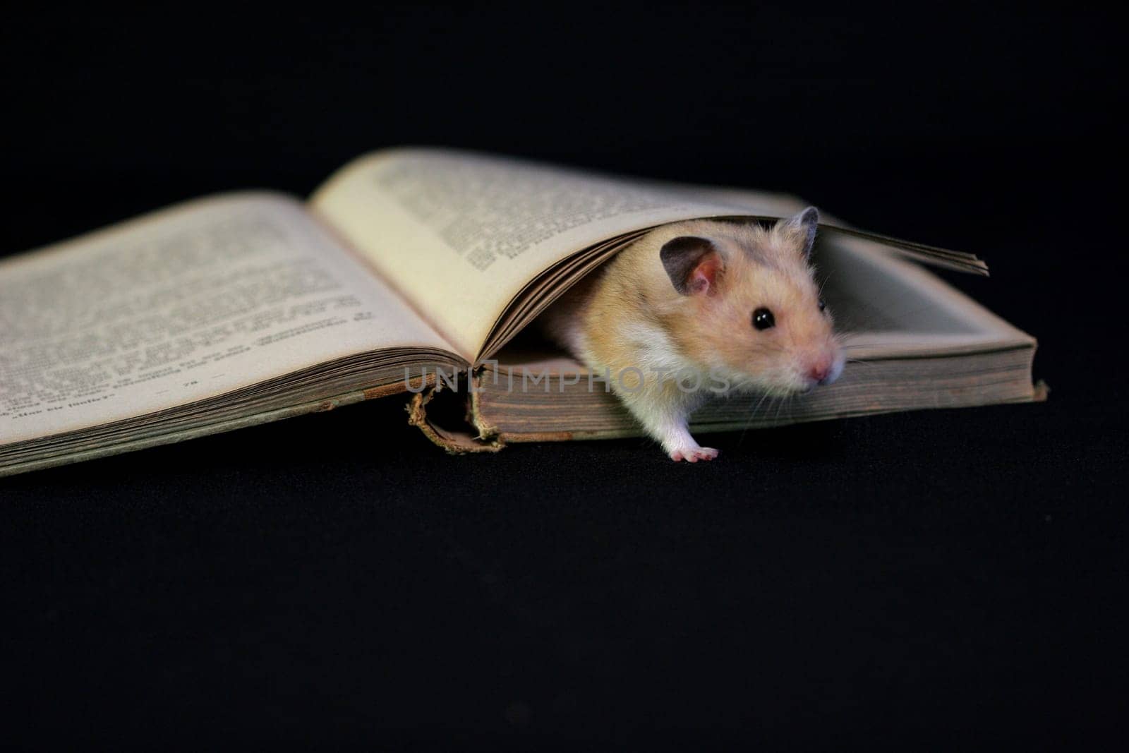 Golden hamster