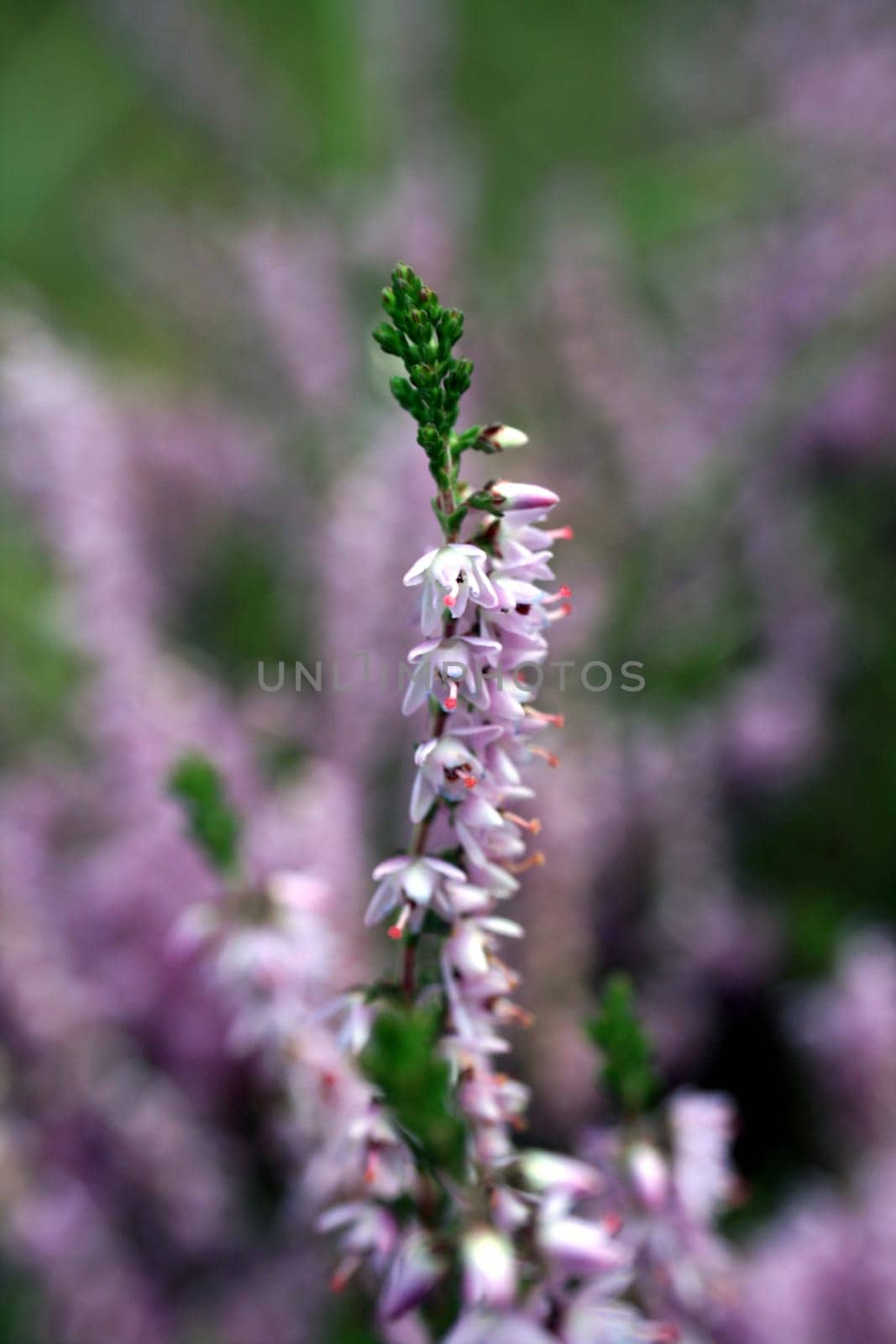 Heather